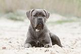 CANE CORSO 544